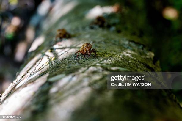 Cicedea Empty Shell Cicada Shell Photos and Premium High Res Pictures - Getty Images