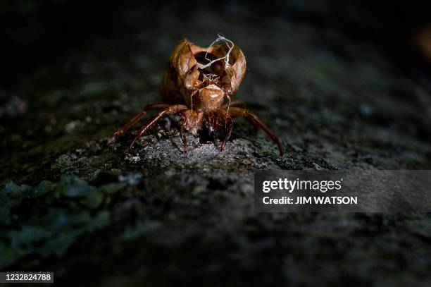 Molted Insect Shell Cicada Shell Photos and Premium High Res Pictures - Getty Images