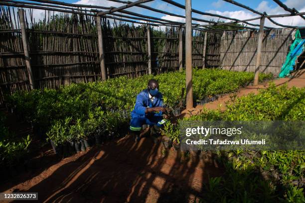 Agriculture Zimbabwe Photos and Premium High Res Pictures - Getty Images