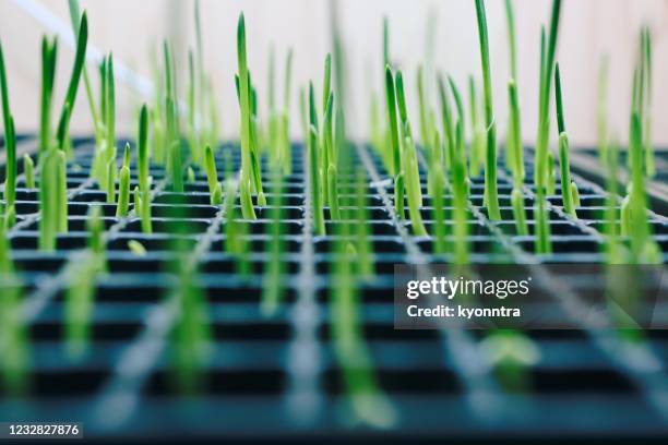 garlic sprout at laboratory - gm stock pictures, royalty-free photos & images