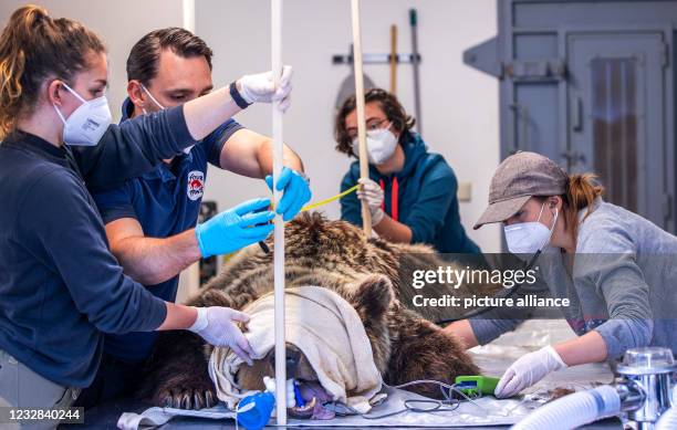 Dpatop - 12 May 2021, Mecklenburg-Western Pomerania, Stuer: Wildlife veterinarian Marc Gölkel and his assistants examine the anaesthetised brown bear...