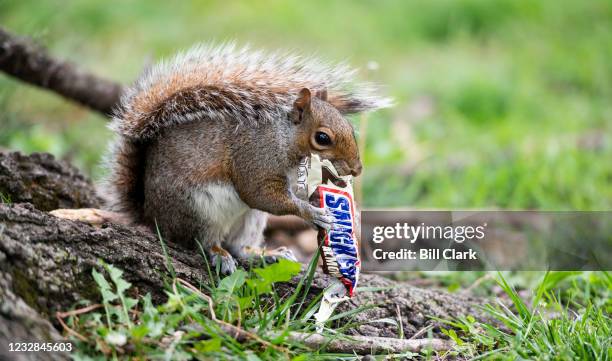 Squirrel dines on a Snickers almond bar around lunch time in Upper Senate Park outside the U.S. Capitol on Wednesday, May 12, 2021.