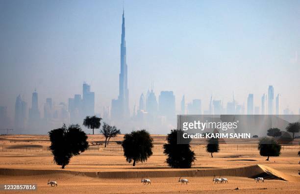 Arabian oryx antelopes are pictured in the desert in the United Arab Emirates , against a view of the city of Dubai, on the first day of Eid al-Fitr,...