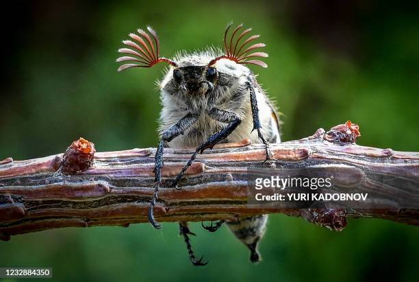 Maybug beetle climbs on a plant at a garden outside Moscow on May 14, 2021.