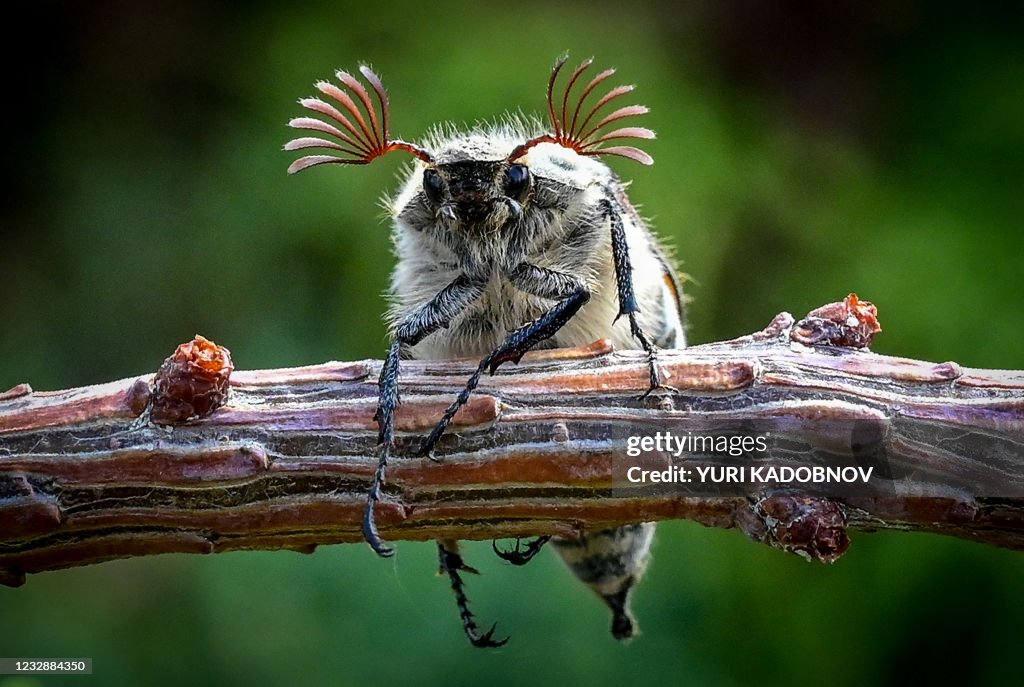 TOPSHOT-RUSSIA-NATURE-INSECT-FEATURE