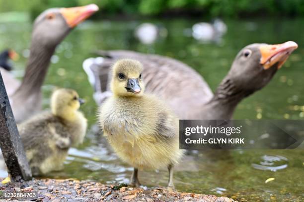 Greylag goose walks with its goslings in St James's Park in central London on May 14, 2021.