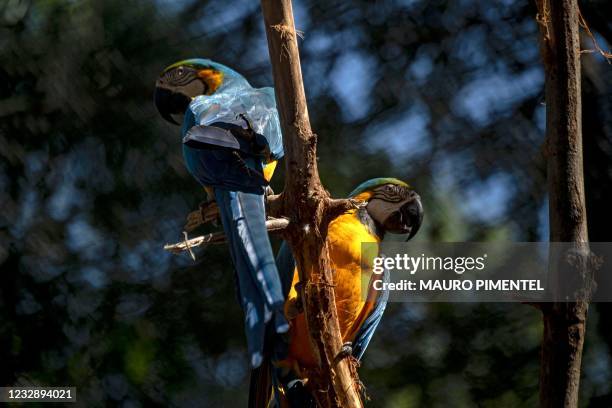 Macaws are seen at the aviary of the BioPark, which was inaugurated during the COVID-19 pandemic, at the Quinta da Boa Vista Park in Rio de Janeiro,...