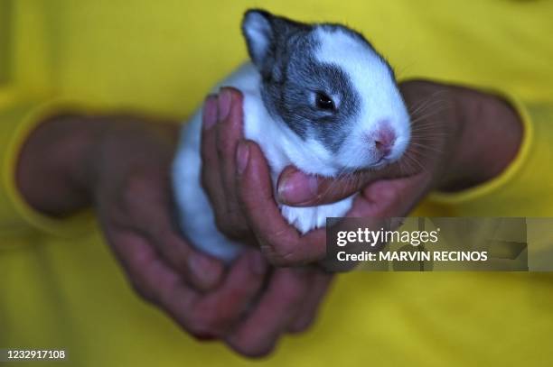 Prison Imprisonment Rabbit Rabbit On Hind Legs Photos and Premium High Res Pictures - Getty Images