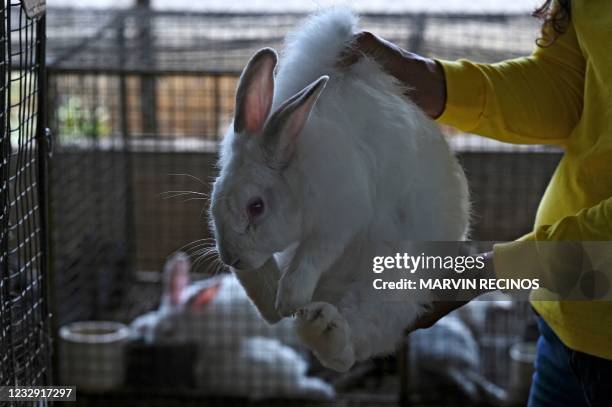 Prison Imprisonment Rabbit 331 Rabbit On Hind Legs Stock Photos, High-Res Pictures, and Images ...