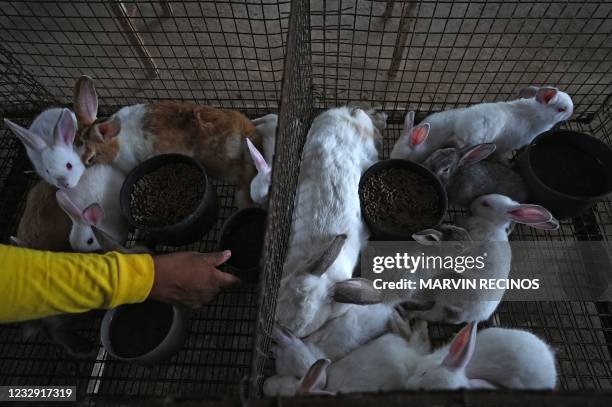 Prison Imprisonment Rabbit Rabbit On Hind Legs Photos and Premium High Res Pictures - Getty Images