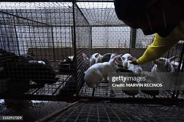 Prison Imprisonment Rabbit Rabbit On Hind Legs Photos and Premium High Res Pictures - Getty Images
