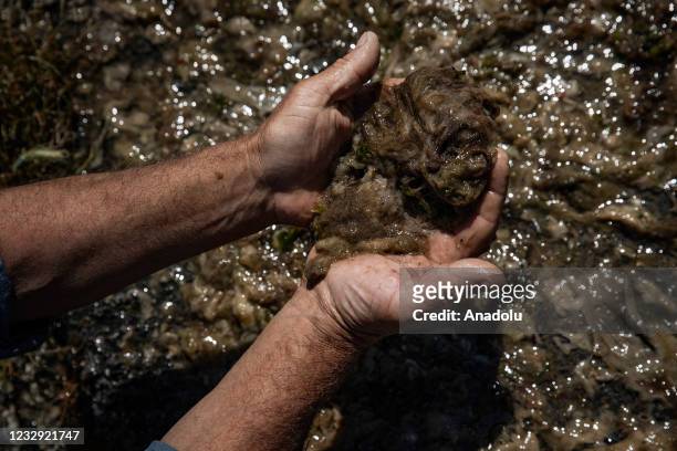 Man shows sea saliva , causing the oxygen in the sea to decrease and the spawning areas of the fish to narrow after cleaning it out in Maltepe Coast...