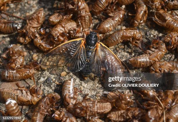 Cicidia Shell Cicada Shell Photos and Premium High Res Pictures - Getty Images