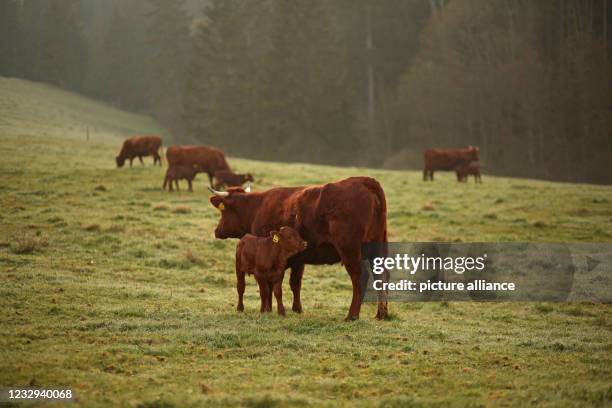 May 2021, Saxony-Anhalt, Tanne: Harz cows of the breed "Rotes Höhenvieh" stand in the light of the morning sun on a meadow in the Upper Harz. The...