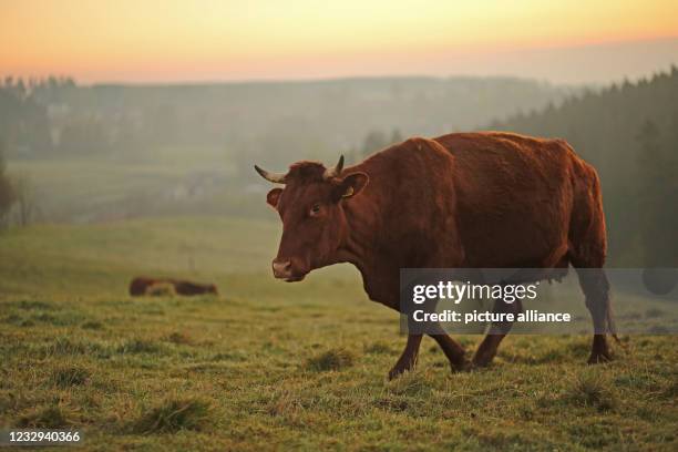 May 2021, Saxony-Anhalt, Tanne: A Harz cow of the breed "Rotes Höhenvieh" walks in the light of the morning sun on a meadow in the Upper Harz. The...