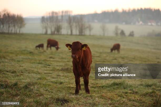 May 2021, Saxony-Anhalt, Tanne: A calf of the "Rotes Höhenvieh" breed standing in the light of the morning sun on a meadow in the Upper Harz. The...