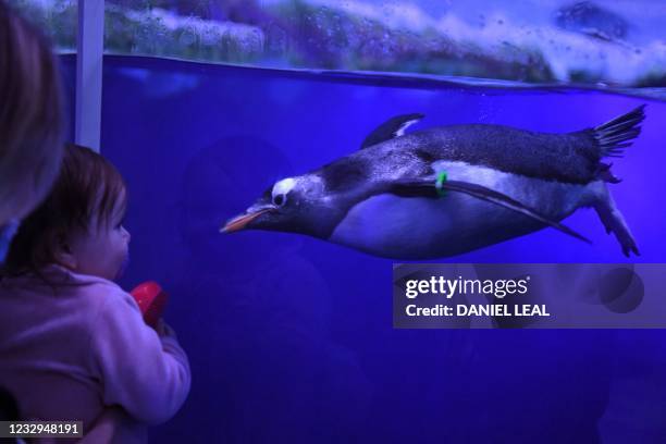 Toddler watches a penguin swim past at the Sea Life London Aquarium in London on May 17, 2021 as Covid-19 lockdown restrictions ease.