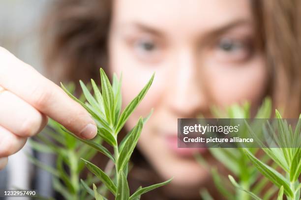 May 2021, Saxony, Dresden: Valeria Bobke, Master's student in biology, inspects the stromal plant rockrose in the foyer of the biology building at...