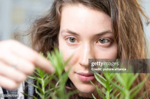 May 2021, Saxony, Dresden: Valeria Bobke, Master's student in biology, inspects the stromal plant rockrose in the foyer of the biology building at...