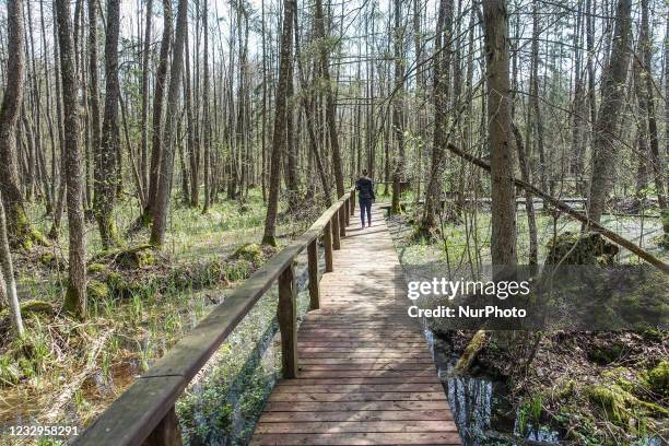 Woman walking by the wood deck on the Wolfs Track is seen in Bialowieza National Park, Poland on 30 April 2021