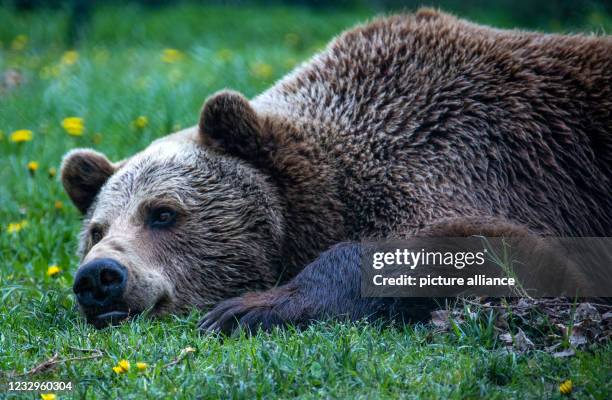 May 2021, Mecklenburg-Western Pomerania, Stuer: Brown bear Michal lies in his enclosure in the Müritz Bear Forest. The animal is later anaesthetised...