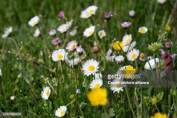 May 2021, Saxony-Anhalt, Magdeburg: Daisies bloom in a meadow. What not everyone knows: daisies are edible. They can be used to refine salads, for...