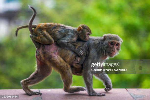 Monkey carries two babies while wandering on a terrace of an office building in New Delhi on May 18, 2021.