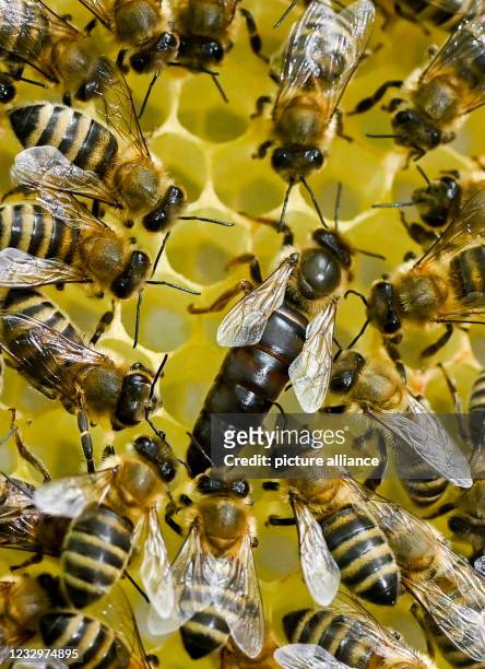 Bees from a bee colony with a queen are seen on a honeycomb on the grounds of the Department of Veterinary Medicine at Freie Universität in Düppel....