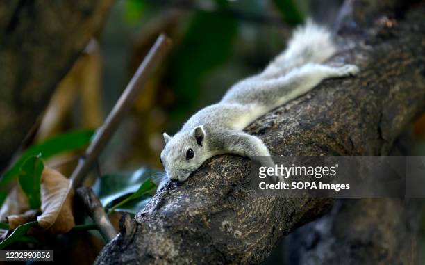 View of a grey squirrel on a tree. Tree squirrels have bushy tails and are a member of the subfamily Sciuridae, which are medium sized rodents. They...