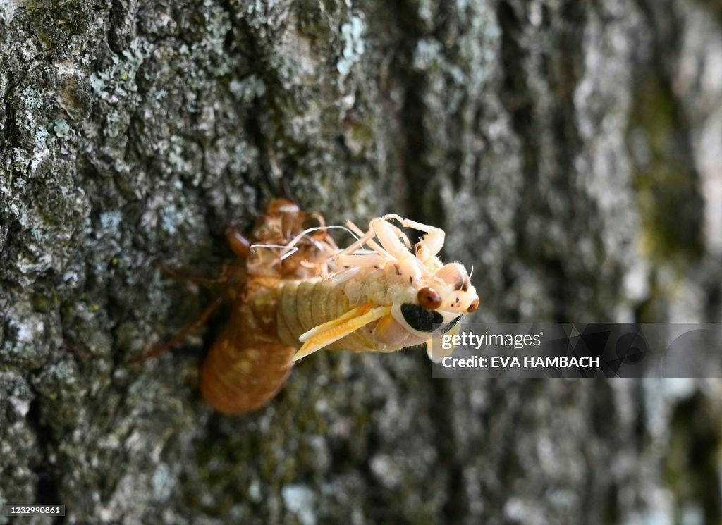 US-ENVIRONMENT-NATURE-ANIMAL-CICADA