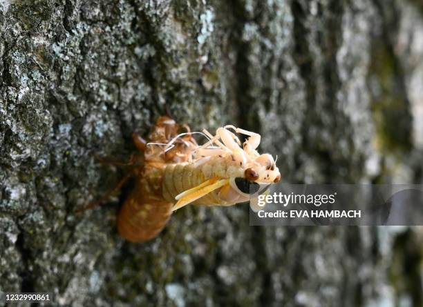 Magicicada periodical cicada nymph is clinging to its discarded exuvia in the final stage of molting before the hardening of the new exosceleton in...