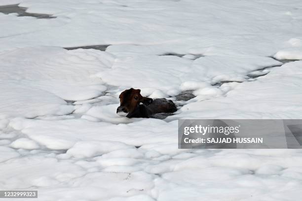 Cattle wades through the polluted waters of river Yamuna covered with foam in New Delhi on May 20, 2021.