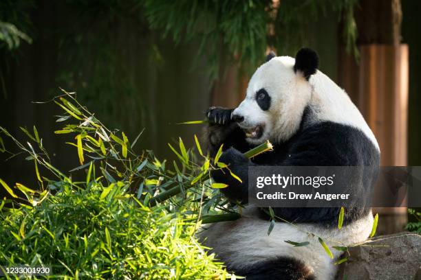 Year-old female giant panda Mei Xiang eats bamboo at the Smithsonian National Zoo on May 20, 2021 in Washington, DC. The Smithsonian National Zoo...