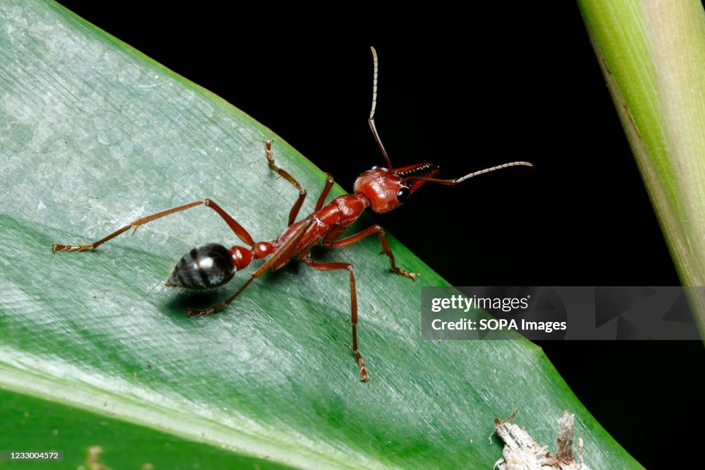 Bulldog Ant (Myrmecia gulosa) seen at the Binna Burra...