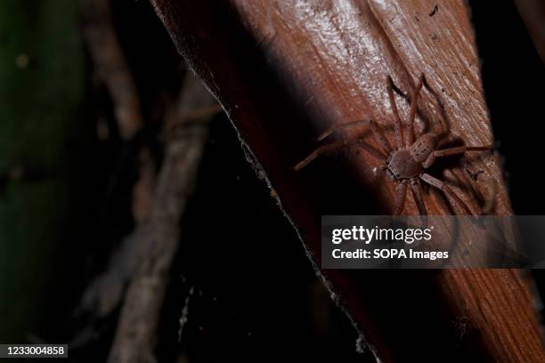 Brown Huntsman Spider crawling across palm frond at night in suburban park of Brisbane.