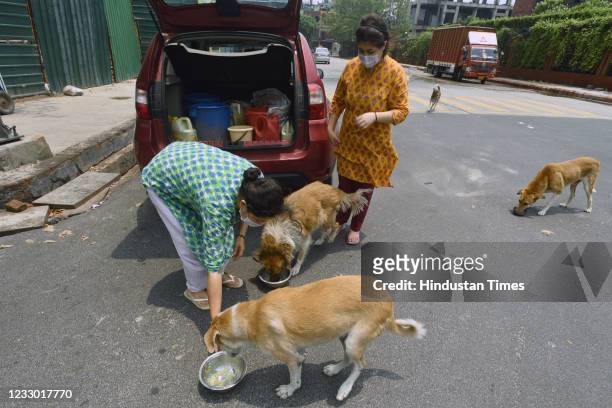 519 Feeding Street Dog Photos and Premium High Res Pictures - Getty Images