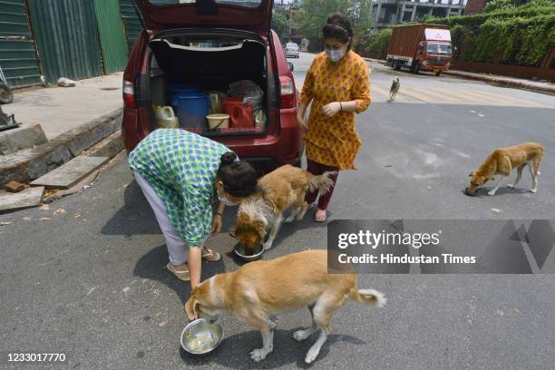 519 Feeding Street Dog Photos and Premium High Res Pictures - Getty Images 519 Feeding Street Dog Photos and Premium High Res Pictures - Getty Images