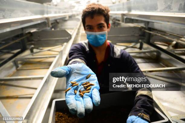 An operator shows Hermetia Illucens flies in Protifly's premises in Saint-Maurice-sur-Adourla on May 21, 2021. - Fly larvae to feed fish: like a...