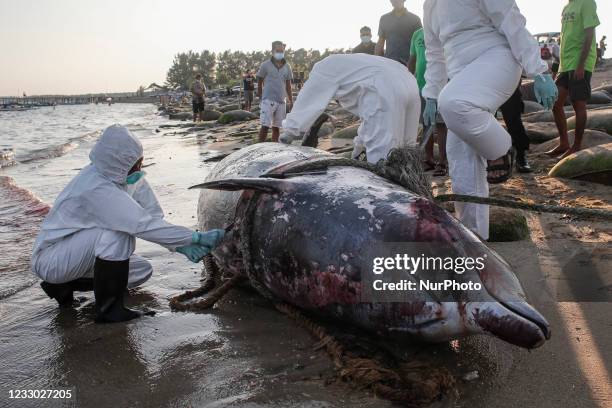 1,677 Dead Sea Animals Photos and Premium High Res Pictures - Getty Images 1,677 Dead Sea Animals Photos and Premium High Res Pictures - Getty Images