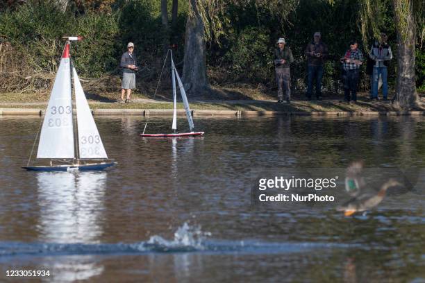 Male mallard flies over a pond as Model Yacht Club members sail radio controlled model yachts on the Lake Victoria in Hagley Park in Christchurch,...