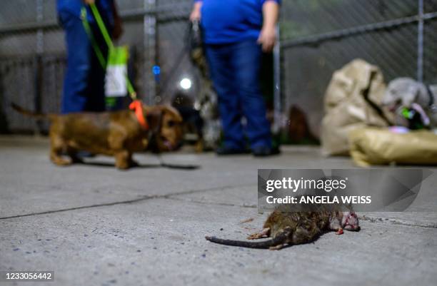 Dead rat lays on the ground hunted by dogs of The Ryder's Alley Trencher-fed Society ' in a neighborhood in lower Manhattan on May 14, 2021 in New...