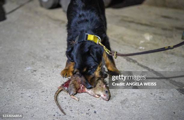 Jagdterrier kills a rat after hunting it in lower Manhattan on May 14, 2021 in New York City. - Late one Friday night, eight dog enthusiasts and...