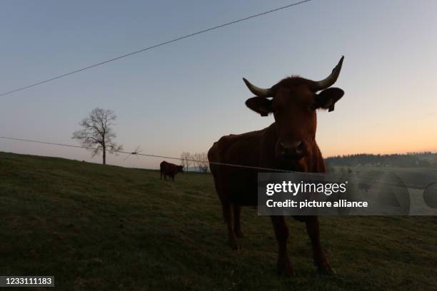 May 2021, Saxony-Anhalt, Tanne: Harz cows of the breed "Rotes Höhenvieh" stand in the light of the morning sun on a meadow in the Upper Harz. The...