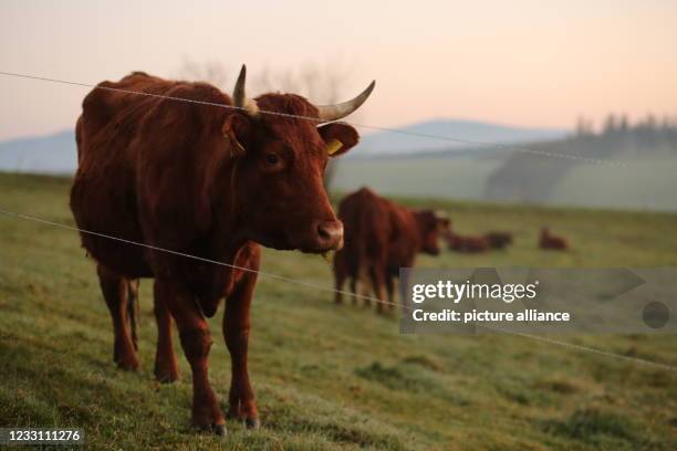 May 2021, Saxony-Anhalt, Tanne: Harz cows of the breed "Rotes Höhenvieh" stand in the light of the morning sun on a meadow in the Upper Harz. The...