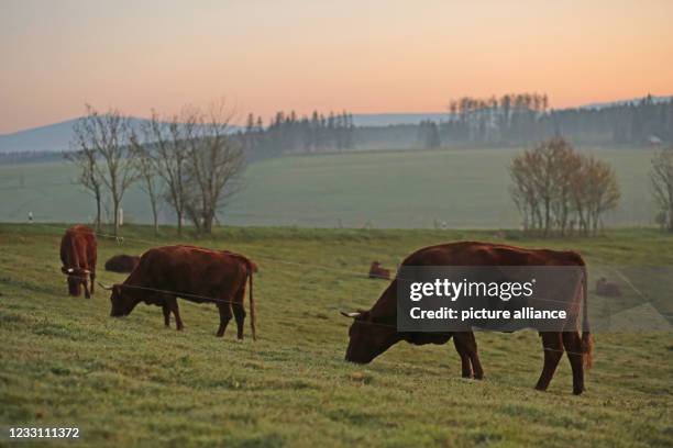 May 2021, Saxony-Anhalt, Tanne: Harz cows of the breed "Rotes Höhenvieh" stand in the light of the morning sun on a meadow in the Upper Harz. The...