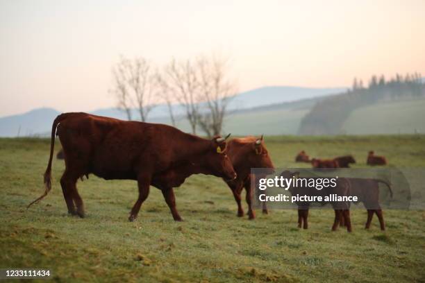 May 2021, Saxony-Anhalt, Tanne: Harz cows of the breed "Rotes Höhenvieh" stand in the light of the morning sun on a meadow in the Upper Harz. The...