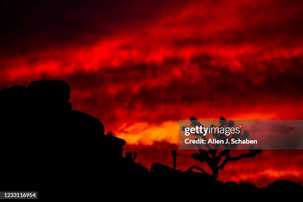 Joshua Tree National Park, CA A dramatic sunset silhouetting Joshua Trees and rock formations is viewed in the West as the super flower moon rises in...