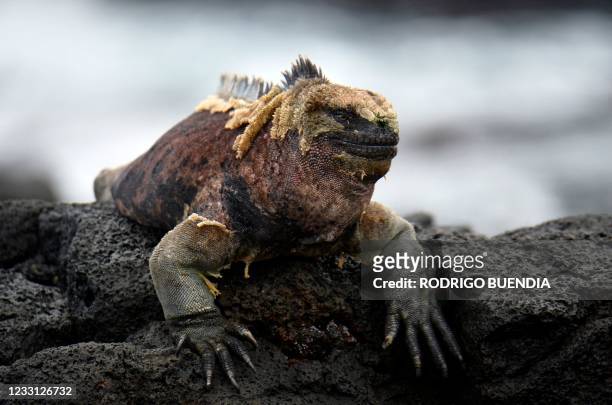 Marine iguana sits on a lava rock in Floreana Island, in the Galapagos Islands in the Pacific Ocean, 900 km off the Ecuadorean coast, on April 14,...