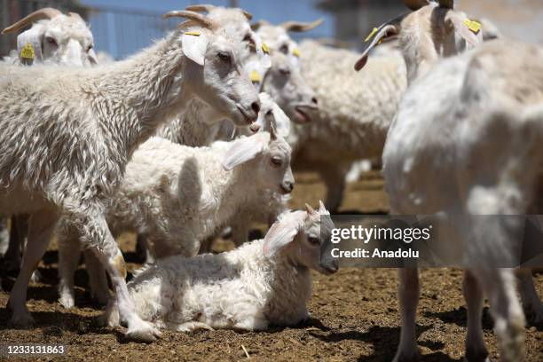 319点のアンゴラ山羊のストックフォト Getty Images 319点のアンゴラ山羊のストックフォト Getty Images