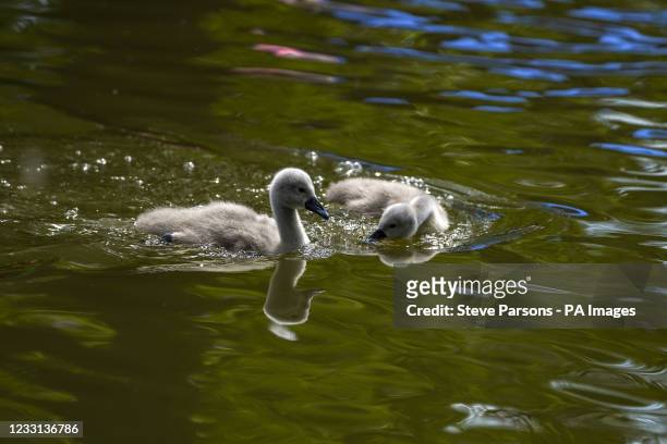Cygnets on the River Thames in Windsor, Berkshire. Picture date: Thursday May 27, 2021.